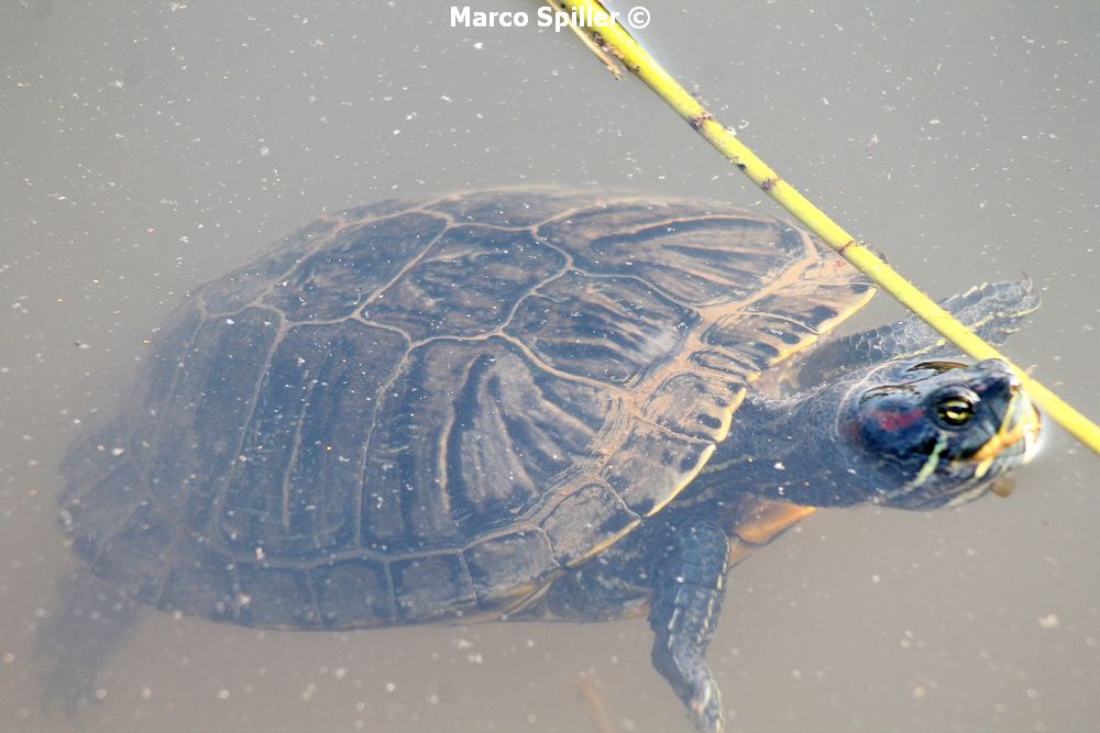 Trachemys scripta elegans